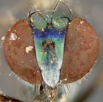 Media type: image;   Entomology 12864 Aspect: head frontal view